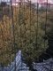 Japan00-025-view_from_Okazaki_Castle_balcony_3-thumbnail.jpg
