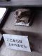 Japan00-039-guardian_frog-thumbnail.jpg