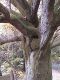 Japan00-051-Kyoto_park_3-thumbnail.jpg