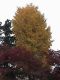 Japan00-056-Kyoto_park_8-thumbnail.jpg