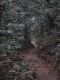 Japan00-059-Kyoto_forest_3-thumbnail.jpg
