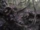Japan00-061-Kyoto_forest_5-thumbnail.jpg