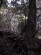 Japan00-062-Kyoto_forest_6-thumbnail.jpg