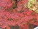 Japan00-072-view_from_Sanmon_10-thumbnail.jpg