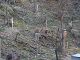 Japan00-125-sakura_sites-thumbnail.jpg