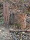 Japan00-127-sakura_donor-thumbnail.jpg