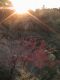 Japan00-130-hillside_from_sakura_area-thumbnail.jpg