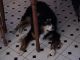 Xmas00-01-Ginger_1-thumbnail.jpg