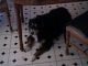 Xmas00-07-Ginger_2-thumbnail.jpg