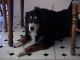 Xmas00-08-Ginger_3-thumbnail.jpg