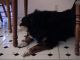 Xmas00-09-Ginger_4-thumbnail.jpg