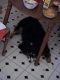 Xmas00-10-Ginger_5-thumbnail.jpg