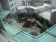 Japan02-04-view_from_Yokohama_hotel_room_3-thumbnail.jpg