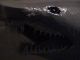 Japan02-11-goblin_shark_mouth-thumbnail.jpg