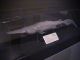 Japan02-13-goblin_shark-thumbnail.jpg