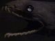 Japan02-15-frilled_shark_mouth-thumbnail.jpg