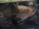 Japan02-17-Chinese_painting_fish_1-thumbnail.jpg