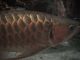 Japan02-18-Chinese_painting_fish_2-thumbnail.jpg