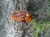 JacksonvilleZoo_0373-thumbnail.jpg