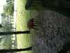 JacksonvilleZoo_0374-thumbnail.jpg
