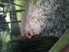 JacksonvilleZoo_0375-thumbnail.jpg