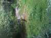 JacksonvilleZoo_0378-thumbnail.jpg