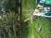 JacksonvilleZoo_0380-thumbnail.jpg