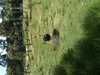 JacksonvilleZoo_0384-thumbnail.jpg