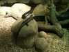 JacksonvilleZoo_0400-thumbnail.jpg