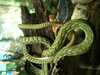 JacksonvilleZoo_0404-thumbnail.jpg
