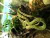 JacksonvilleZoo_0405-thumbnail.jpg