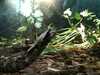 JacksonvilleZoo_0410-thumbnail.jpg