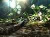 JacksonvilleZoo_0411-thumbnail.jpg