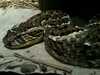 JacksonvilleZoo_0415-thumbnail.jpg