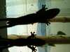 JacksonvilleZoo_0419-thumbnail.jpg