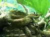 JacksonvilleZoo_0422-thumbnail.jpg