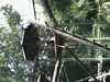 JacksonvilleZoo_0426-thumbnail.jpg