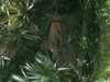 JacksonvilleZoo_0439-thumbnail.jpg