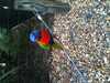 JacksonvilleZoo_0452-thumbnail.jpg