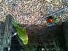 JacksonvilleZoo_0454-thumbnail.jpg