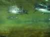 JacksonvilleZoo_0456-thumbnail.jpg
