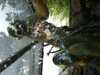 JacksonvilleZoo_0457-thumbnail.jpg
