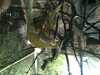 JacksonvilleZoo_0459-thumbnail.jpg
