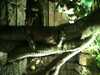 JacksonvilleZoo_0460-thumbnail.jpg