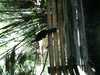 JacksonvilleZoo_0468-thumbnail.jpg