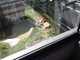 SBZoo2012-01-lions-1-thumbnail.jpg
