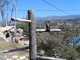SBZoo2012-03-California_condors-1-thumbnail.jpg