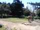SBZoo2012-09-giraffes-2-thumbnail.jpg