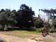 SBZoo2012-10-giraffes-3-thumbnail.jpg