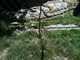 SBZoo2012-12-snow_leopard-iPhone-1-thumbnail.jpg